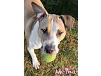 Melba American Staffordshire Terrier Adult Female