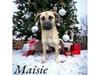 Maisie Great Dane Adult Female