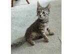 Plain Jane Tabby Kitten Female