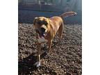 Lady Ireland / Shoebox Boxer Adult Female