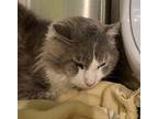 Chester Domestic Shorthair Senior Male