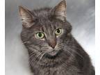 Greyson (Neutered) Domestic Shorthair Adult Male