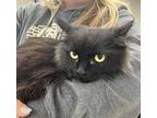 Spink Domestic Longhair Young Male
