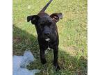 Halle American Staffordshire Terrier Puppy Male