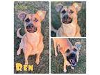 Ren Black Mouth Cur Young Female