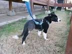 Sweetie Pie Border Collie Puppy Female