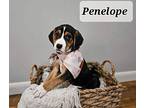 Penelope - Sitara Mixed Breed (Medium) Puppy Female