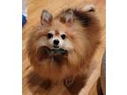 Freya Pomeranian Adult Female