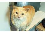 Spartacus Domestic Shorthair Adult Male