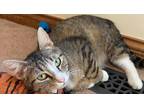 Ladybug Domestic Shorthair Adult Female