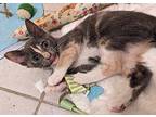 Tilapia Domestic Shorthair Kitten Female