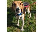 DeeDee Treeing Walker Coonhound Young Female