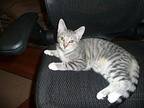 Bonnie (with Ginger) Domestic Shorthair Kitten Female