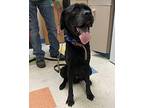 Chico Labrador Retriever Senior Male