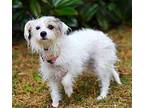 SIMPLY SOPHIE Poodle (Miniature) Young Female