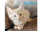 Keystone Domestic Shorthair Kitten Male