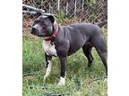 Mink Staffordshire Bull Terrier Young Female