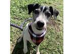 Jack Jack Russell Terrier Senior Male