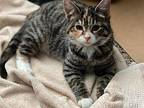 Marcia Domestic Shorthair Kitten Female