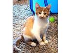 Ember Domestic Shorthair Kitten Female