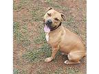 DannyBoy American Pit Bull Terrier Adult Male