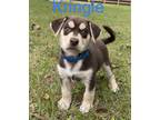 KRINGLE Husky Puppy Male