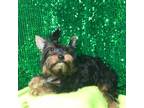 Yorkshire Terrier Puppy for sale in Chiefland, FL, USA