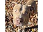 Smiley American Staffordshire Terrier Young Male