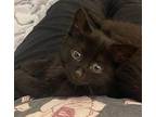 Draco Domestic Shorthair Kitten Male
