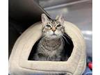 Squeaky Domestic Shorthair Adult Female