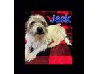 Jack Schnauzer (Miniature) Senior Male