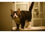 Colbie Domestic Shorthair Kitten Male