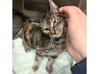 Anastasia Domestic Shorthair Young Female