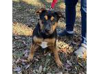 Bell Mixed Breed (Medium) Puppy Female