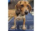 Marley Beagle Adult Female