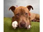 Adopt Scooter a Pit Bull Terrier, Mixed Breed