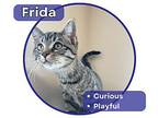 Frida Domestic Shorthair Kitten Female