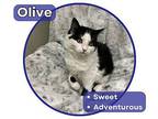 Olive Domestic Longhair Kitten Female