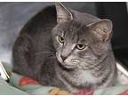 Doubloon (Neutered) Domestic Shorthair Adult Male