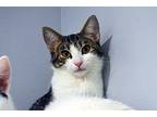 Ingrid Domestic Shorthair Young Female