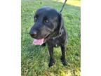 Skippy Labrador Retriever Adult Male