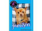 Jamison Chihuahua Adult Male