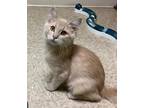 Stitch Domestic Mediumhair Kitten Male