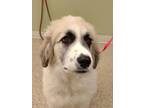 Willa Great Pyrenees Young Female