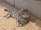 Peaches Domestic Shorthair Young Female