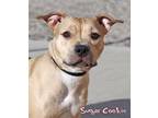 Sugar Cookie (in foster) American Pit Bull Terrier Adult Female