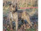 Austin Plott Hound Young Male