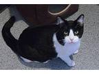 Tux Domestic Shorthair Young Male