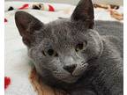 Maxton Domestic Shorthair Kitten Male