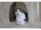 Miss Sneecher Domestic Shorthair Young Female